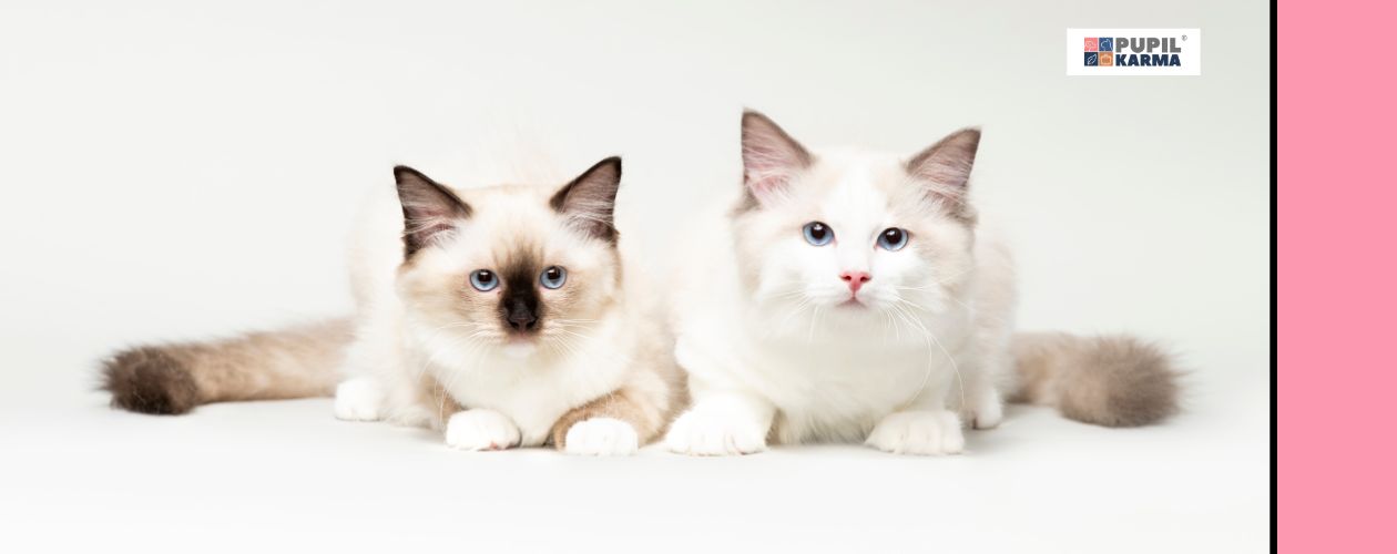 Jakie różnice u dorosłych kotów. Na białym tle zdjęcie dwóch nieco różniących się kotów. Po prawej stronie rózowy pas i logo pupilkarma. 